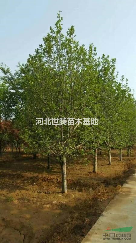 河北大法桐供應(yīng)/河北大法桐價格
