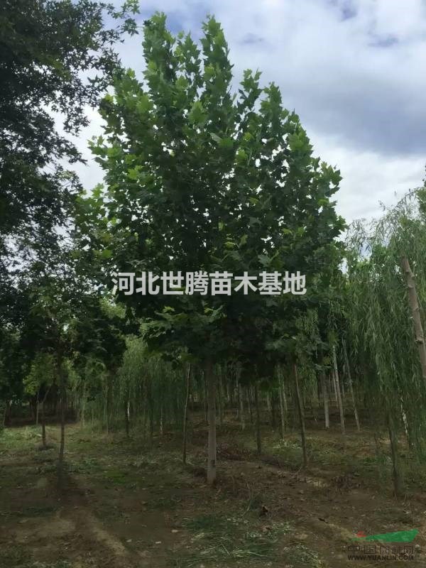 大法桐供應(yīng)/大法桐圖片