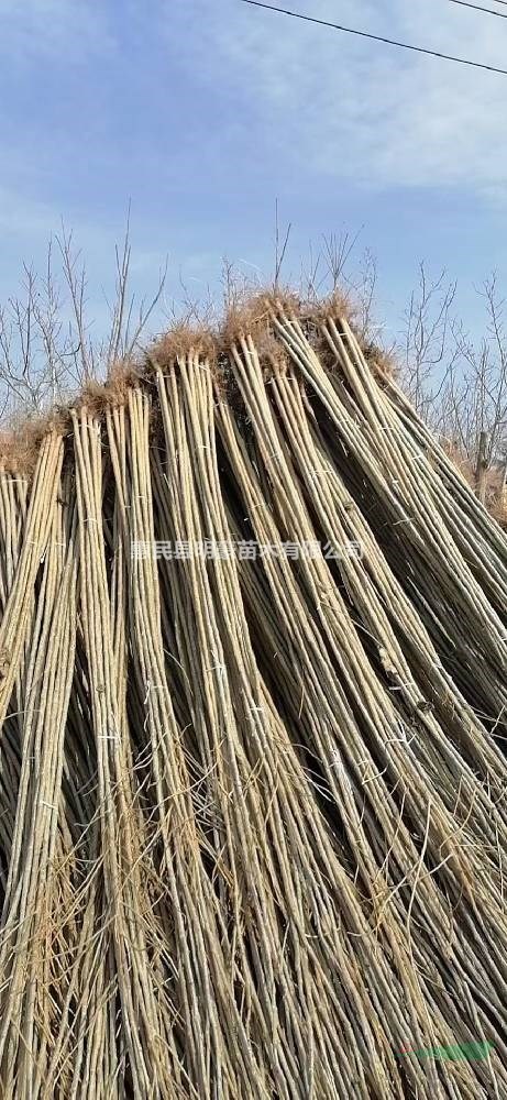 107速生楊供應(yīng)/107速生楊圖片