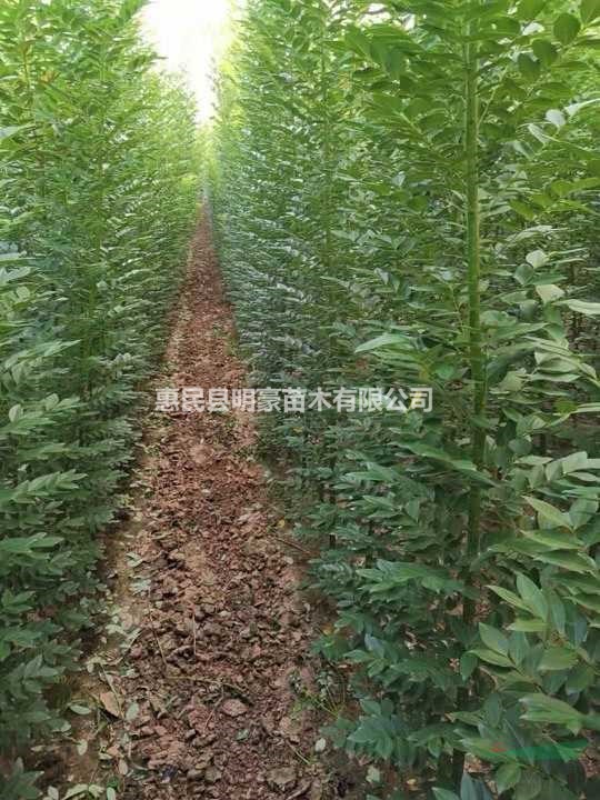 當(dāng)年速生國(guó)槐供應(yīng)/當(dāng)年速生國(guó)槐圖片