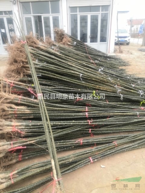 當(dāng)年速生國(guó)槐供應(yīng)/當(dāng)年速生國(guó)槐圖片