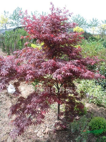 紅楓