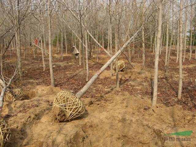 北美楓香，北美楓香苗，楓香樹，別名膠皮楓香樹，北美楓香基地