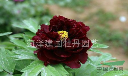 牡丹  黑花魁