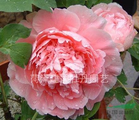 牡丹  菱花湛露