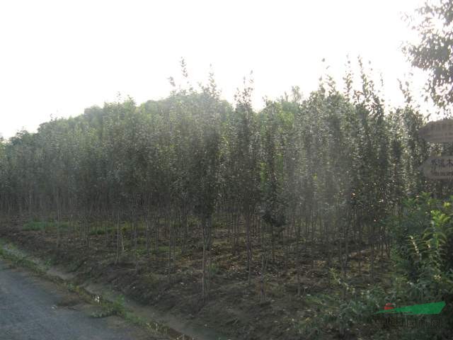 園林喬木-西府海棠，西府海棠苗，又名子母海棠、小果海棠 