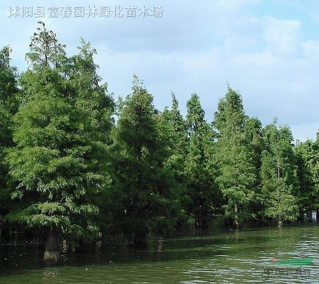 池衫樹(shù)，池杉苗，池杉價(jià)格，池杉基地，蘇北沭陽(yáng)池杉，江蘇池杉