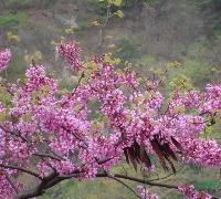 巨紫荊，巨紫荊種苗，蘇北巨紫荊基地，巨紫荊價(jià)格，沭陽(yáng)巨紫荊