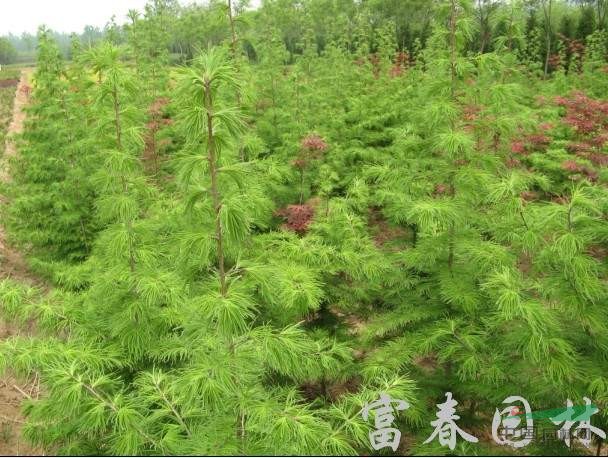 直銷大樹-金錢松，金錢松盆，金錢松直銷基地，又名金松、水樹 