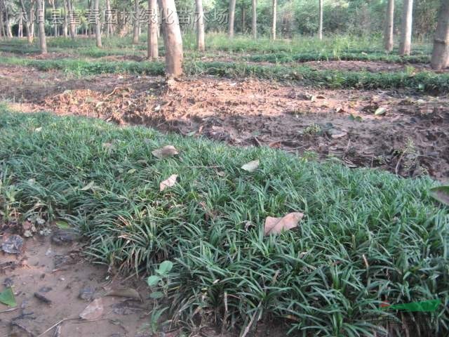 直銷-玉龍草，玉龍草直銷基地，又名地龍、短葉書帶草、短葉沿階