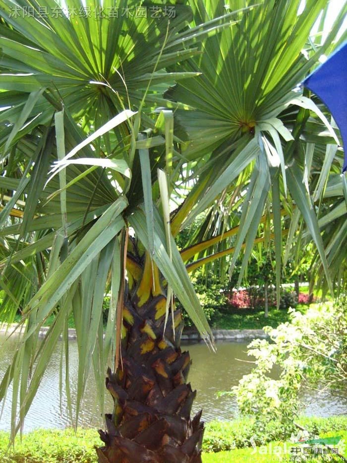 棕榈价格-棕榈图片-棕榈绿化苗木苗圃直销