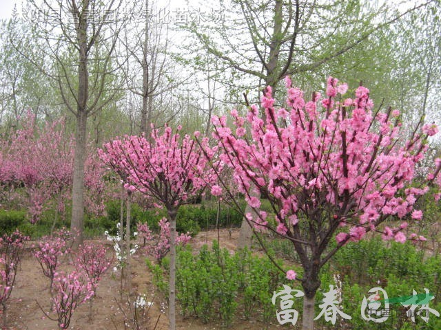 榆葉梅，高桿榆葉梅，又名榆梅、小桃紅、榆葉鸞枝