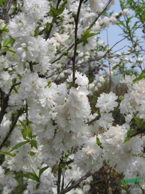 高桿珍珠梅，又名郁李，白花郁李，紅花郁李，爵梅，秧李