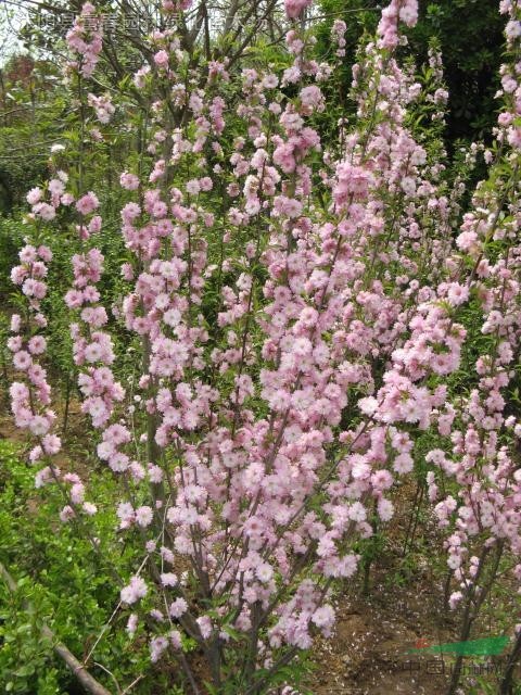 高桿珍珠梅，又名郁李，白花郁李，紅花郁李，爵梅，秧李