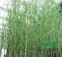假竹子  保鲜竹子  仿真竹子 假竹子