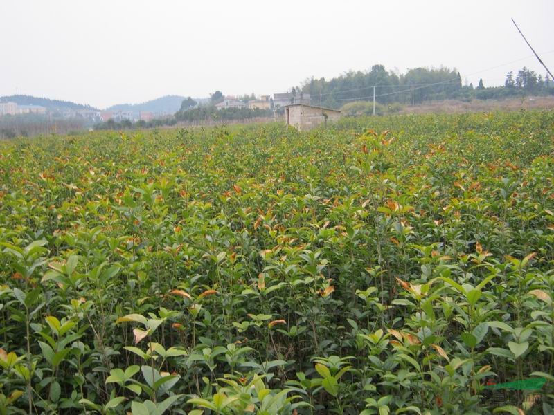 桂花小苗
