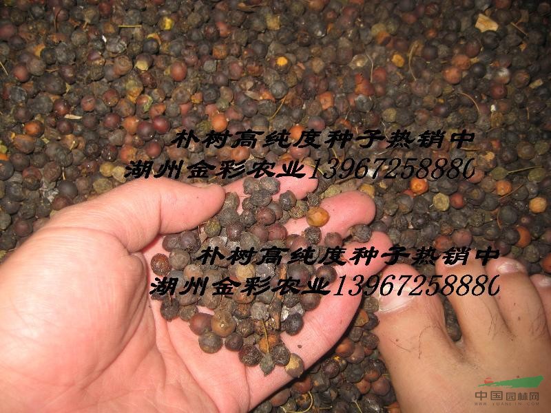 高纯度红榉、小叶鸡爪槭、美国红枫种子