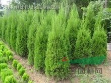 高度30公分-3米的蜀檜