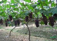 葡萄樹，葡萄樹苗，葡萄樹直銷，葡萄樹苗價格