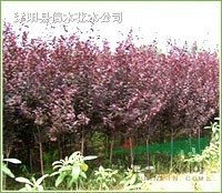 红叶李，紫薇，樱花，红枫，大叶女贞等苗木