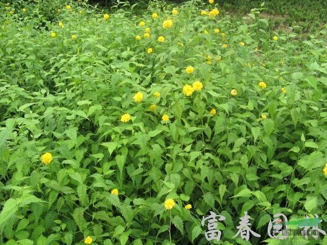 棣棠，棣棠花，棣棠苗，別名：蜂棠花、黃度梅、金棣棠梅