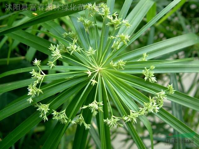 水生植物細葉莎草，細葉莎草苗，莎草苗，水生植物，細葉莎草基地