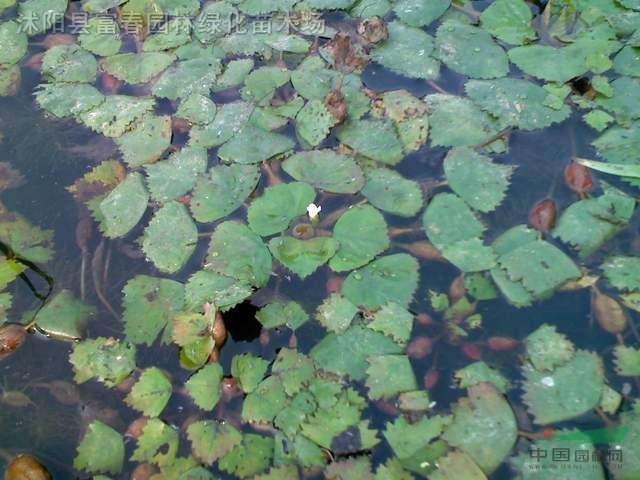 水生植物菱，菱苗，別名芰，水菱，風(fēng)菱、烏菱，菱角，水栗，菱實