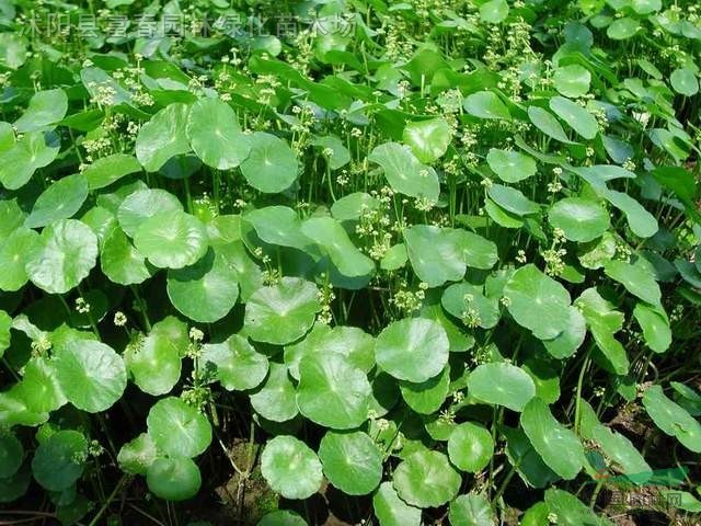 香菇草，香菇草苗，別名南美天胡荽，金錢蓮，水金錢，銅錢草