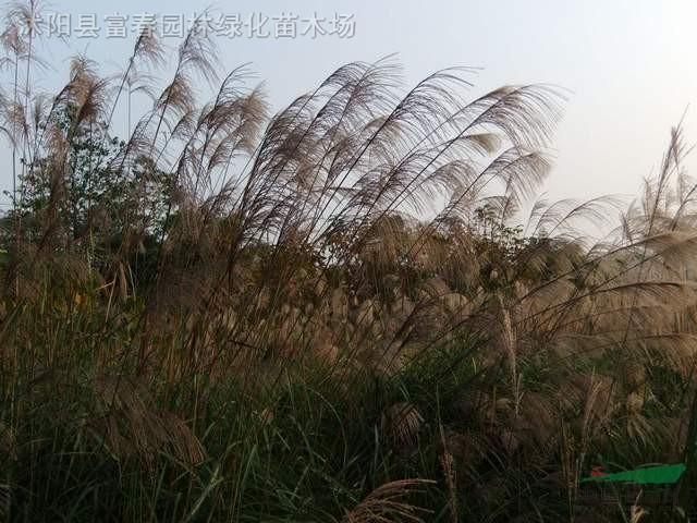 蘆荻，蘆荻苗，別名水竹，過江龍，過江蘆荻 ，江蘇水生植物