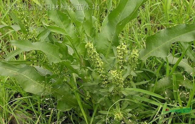 羊蹄，羊蹄苗，別名東方宿、連蟲陸、鬼目、敗毒菜根