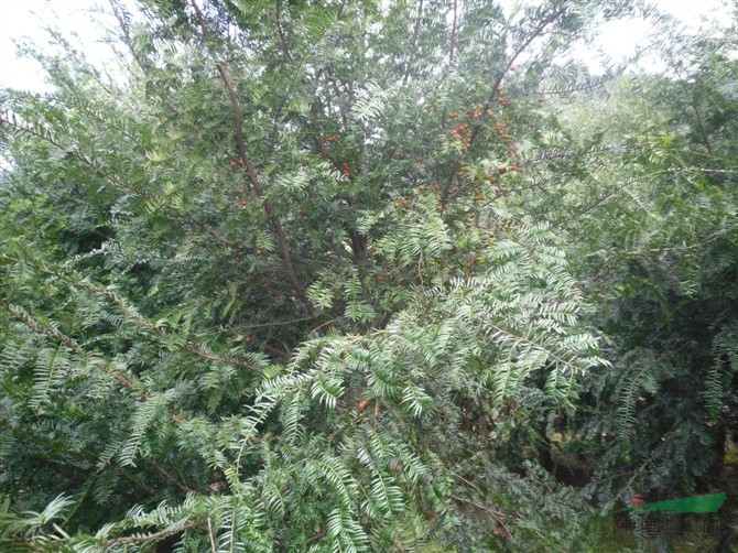 紅豆杉