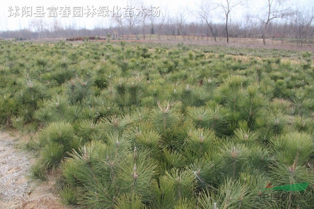 黑松，黑松苗，黑松盆景，別名：白芽松，松樹，黑松基地 