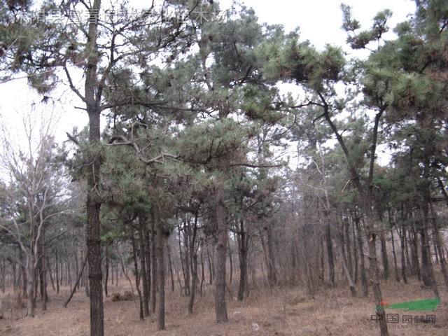 黑松，黑松苗，黑松盆景，別名：白芽松，松樹，黑松基地 