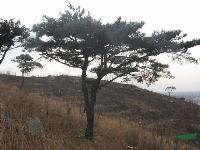 黑松，黑松苗，黑松盆景，別名：白芽松，松樹，黑松基地 