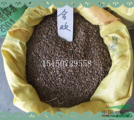黑松種子/紅翅槭種子/合歡種子