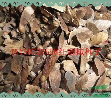 黑松種子/紅翅槭種子/合歡種子