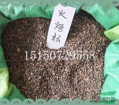 火炬種子，火炬松種子，火棘種子