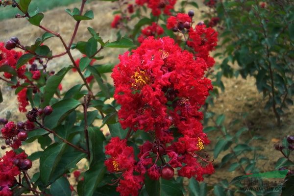 紫薇樹(shù)/紅火箭/紅火球