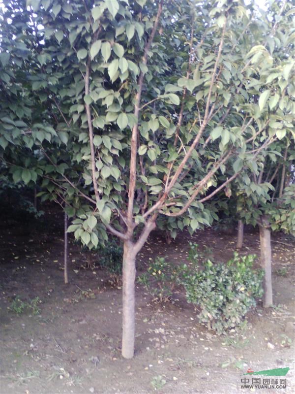 櫻花、雪松.玉蘭.蜀檜.龍柏、白皮松、百日紅等