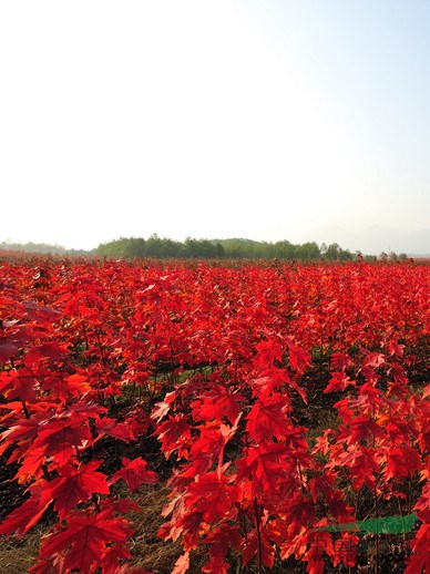 供應(yīng)美國紅楓秋火焰，秋火焰紅楓，紅點(diǎn)紅楓等