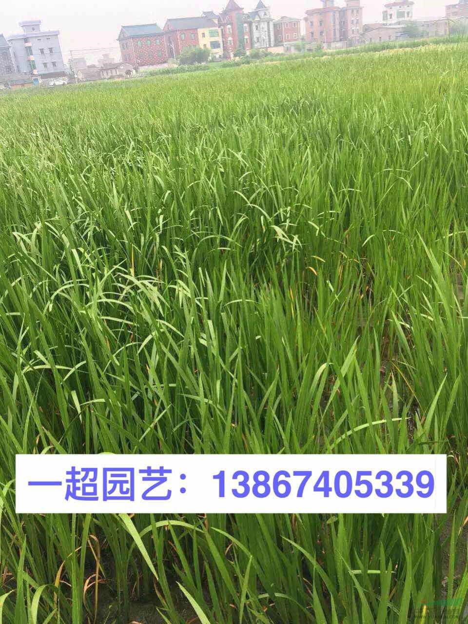 菖蒲、水菖蒲 菖蒲基地 菖蒲批發