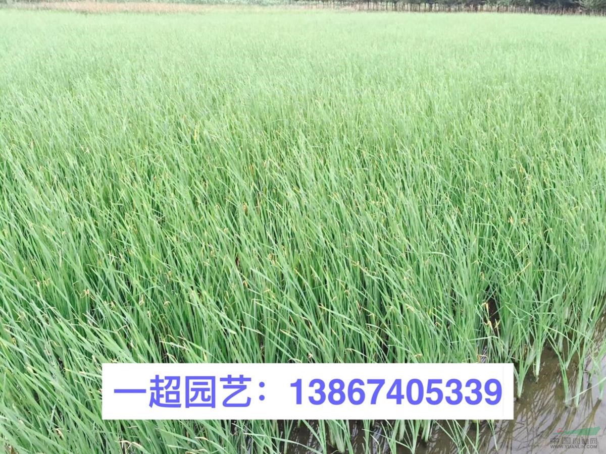 小香蒲 精品小香蒲 香蒲基地價格