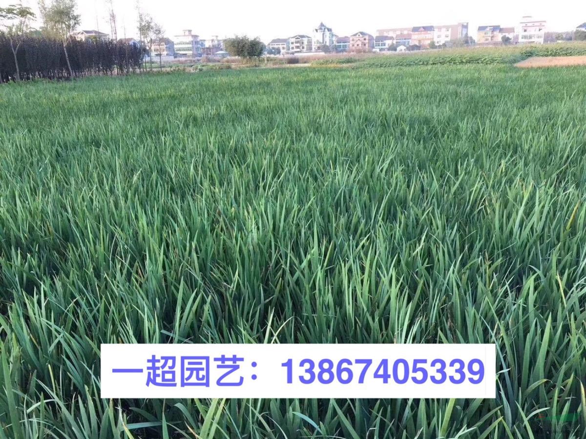 馬藺 馬藺小杯 盆栽 馬藺小苗批發 馬藺價格