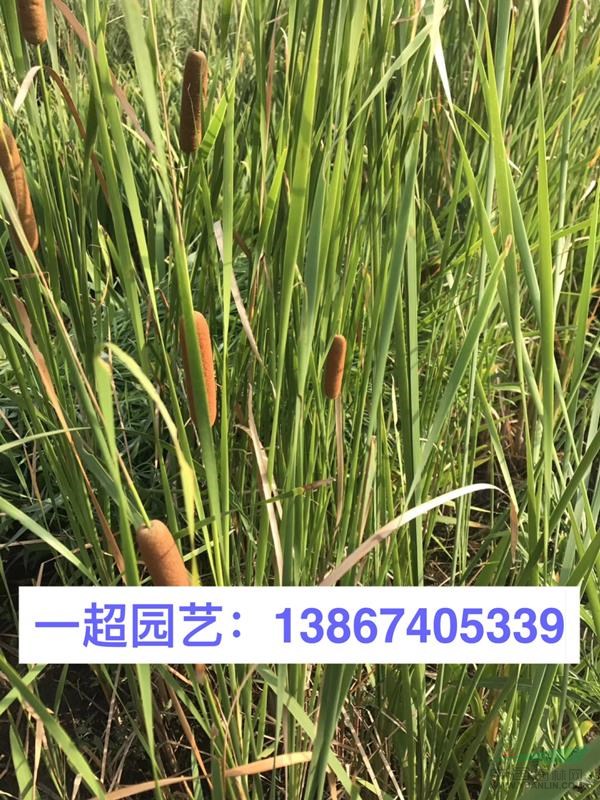 小香蒲 精品小香蒲 香蒲基地價格