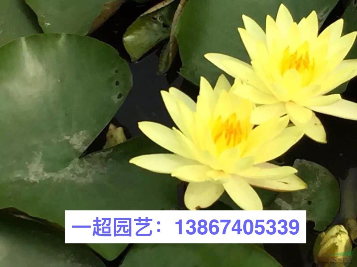 白睡蓮 睡蓮 精品睡蓮品種齊全
