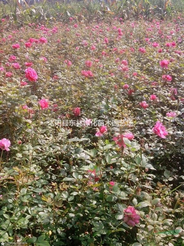 小葉女貞、連翹、豐花月季、小葉黃楊、龍柏、蜀檜