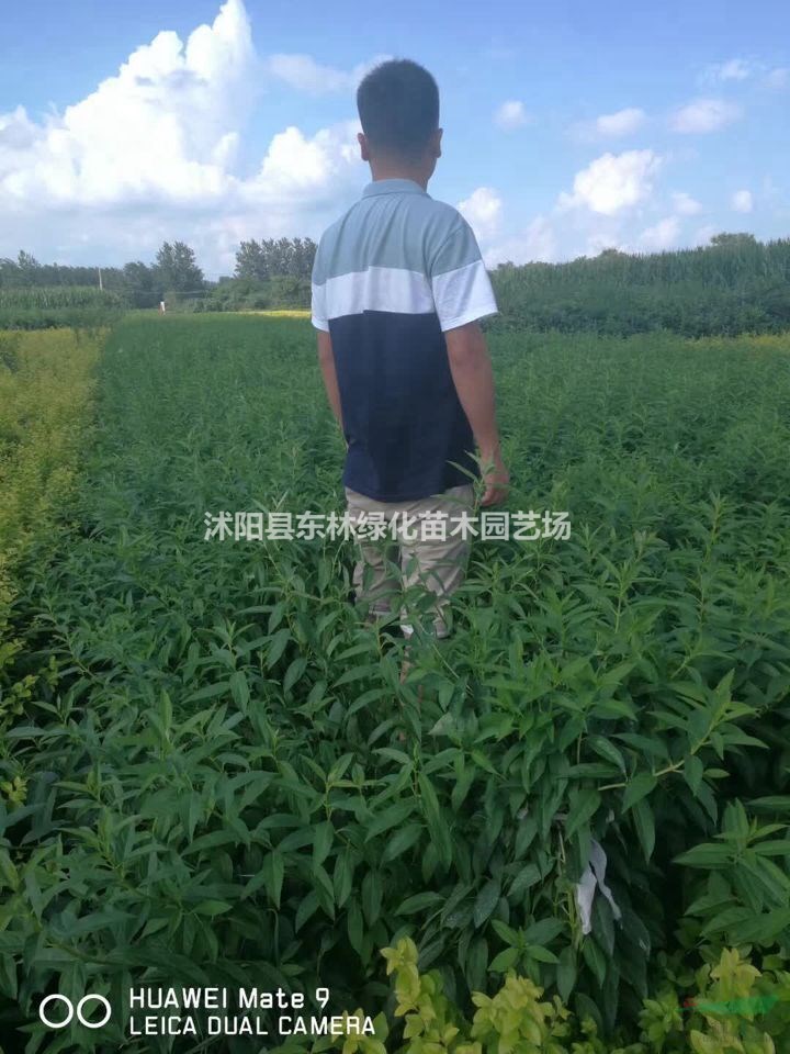 小葉女貞、連翹、豐花月季、小葉黃楊、龍柏、蜀檜