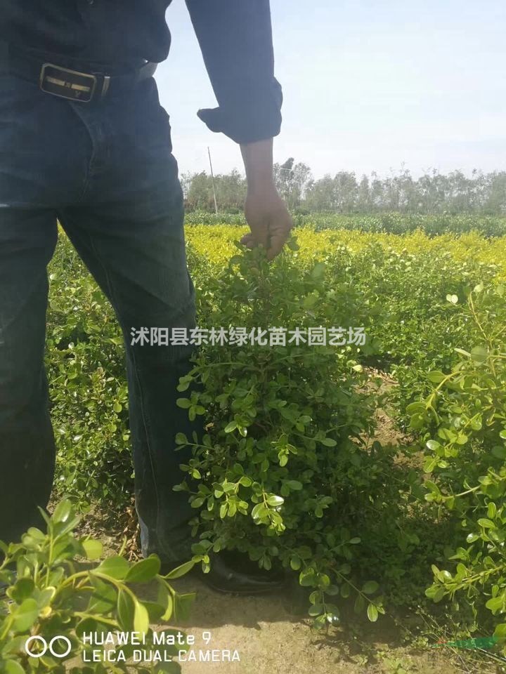小葉女貞、連翹、豐花月季、小葉黃楊、龍柏、蜀檜