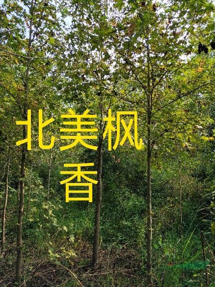 大葉女貞