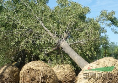 山東白蠟 濱州白蠟 惠民白蠟 皂戶李速生白蠟 皂戶李白蠟 
